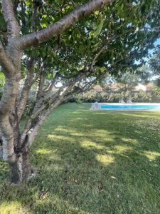 un árbol en un campo con piscina en Belle Maison au calme avec piscine, en Jonquières