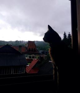 un gato sentado en el alféizar de una ventana mirando hacia fuera en Cottage Lisovychok, en Vorokhta