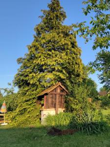 un gran pino con un pequeño cobertizo en un campo en Zsuzsanna Ház, 