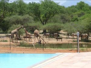 a group of giraffes and zebras near a pool of water at Thandolwami Bushlodge & Spa in Hoedspruit