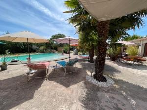 une piscine avec un palmier, des chaises et des parasols dans l'établissement Mas de la Butte Blanche, à Orgon