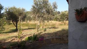 a view of a field with trees and a fence at Appartamento a Campiglia Marittima in Campiglia Marittima