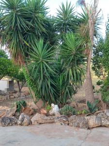 a garden with palm trees and plants and rocks at Casa Vacanze Le Macchie in Parabita