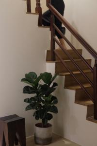 a plant in a pot next to a staircase at Yueshe House in Jiaoxi