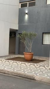 a plant in a pot in front of a building at Departamentos Cristo del Portezuelo in Chilecito