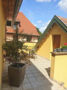 un árbol en una olla sentado en un patio en LE SCHMOUTZ: Charmant duplex entre Colmar et Mulhouse (1-4 pers), en Ensisheim