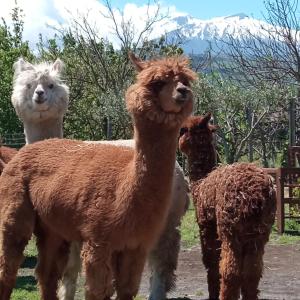 three llamas standing in a field with mountains in the background at Alpaca Etna Rooms da Mariagiovanna in Linguaglossa