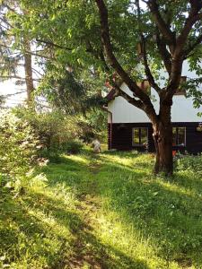 a house with a tree in front of a yard at GÓRNA VIBES in Jugowice