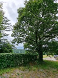 a tree in the grass next to a hedge at Gîte 7ici in Blaimont