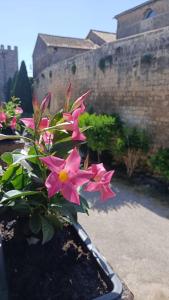 una pianta con fiori rosa di fronte a un muro di La Torre a Tarquinia