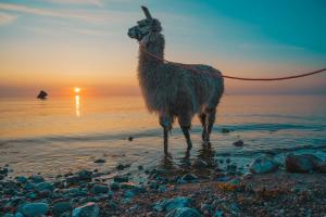 a llama standing on the beach at sunset at Scirocco in Westermarkelsdorf
