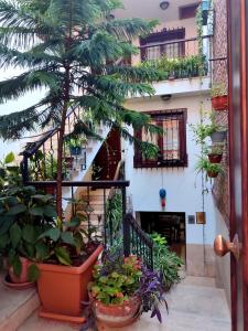イスタンブールにあるVilla Sphendone Suites Istanbulの鉢植えの集団