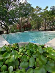 a swimming pool with a bunch of lily pads at Finca Oz in Homún