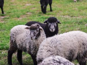 two sheep standing next to each other in a field at Falgate Shepherds Hut in Caston