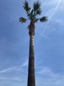 a palm tree with a blue sky in the background at Tipis La Paix retrouvée in Tourrette-Levens
