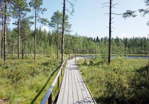 a wooden bridge over a river in a forest at Huhta Sport in Jyväskylä +5 photos