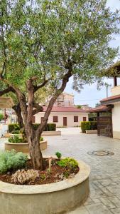 a tree in a stone circle in a courtyard at Residenza Giscor in Gasponi