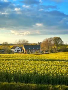 a field of yellow flowers in front of a house at Maglebjerggaard Gæstgiveri in Borre