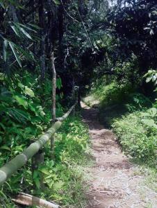 a dirt trail in the middle of a forest at El Segoviano Alojamiento Rural in Pedro Vicente Maldonado