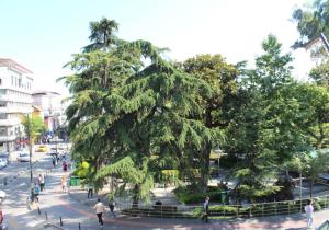 a large tree in the middle of a street at BORDO SUİTE HOTEL in Trabzon