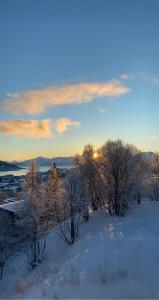 a snowy field with trees and the sun in the sky at Seaside panorama in Tromsø