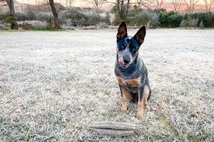 een hond in het gras met een frisbee bij Molweni - Kamberg Valley B&B in Rev Estates