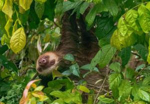 a sloth is climbing in a tree at Carey Lodging in Tortuguero
