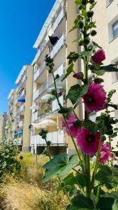 een plant met roze bloemen voor een gebouw bij Zatoka spokoju in Gdynia