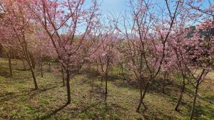 Zahrada ubytování 山林間 - 露營 旅居 Camping & BNB in forests 預訂後請看訊息