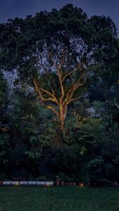 Fotografie z fotogalerie ubytování 山林間 - 露營 旅居 Camping & BNB in forests 預訂後請看訊息 v destinaci Tai'an