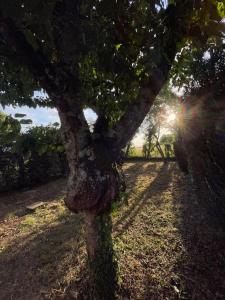 een boom in een veld met de zon erachter bij Charmante maison à la campagne in Sainte-Fauste