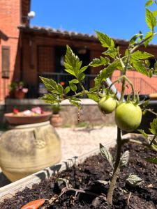 een tomatenplant met groene tomaten in de grond bij L'antico Granaio in Paliano