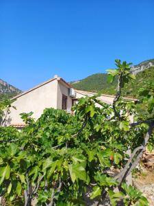 a building with a tree in front of it at Apartman Mihaela in Komiža +13 photos