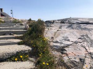 un conjunto de escaleras con flores amarillas en una roca en ISIKKIVIK Saarloq, 
