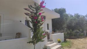 a plant with pink flowers next to a white building at Vila Juna in Ksamil