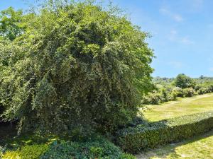 a large tree with lots of leaves on a field at The Annexe The Roost in Godshill