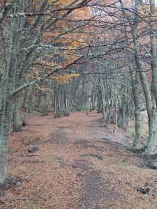een pad door een bosrijk gebied met bomen bij Bosque Holístico del Fin del Mundo in Ushuaia