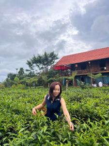 a woman is sitting in a field of plants at Tea Garden House in Xã Tân Phát