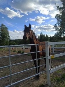 ein braunes Pferd steht neben einem Zaun in der Unterkunft BB Polle - with the horse view in Mikkeli