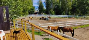 eine Gruppe Pferde in einem eingezäunten Feld in der Unterkunft BB Polle - with the horse view in Mikkeli