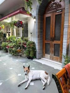 ein Hund, der vor einem Haus auf dem Boden liegt in der Unterkunft Delhi Bed and Breakfast in Neu-Delhi