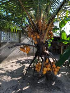 a palm tree with lots of oranges on it at BeSwahilid B & B in Bagamoyo