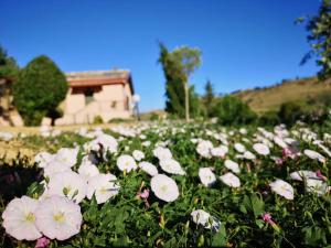 un champ de fleurs blanches devant une maison dans l'établissement Panorama Suite, à Piazza Armerina