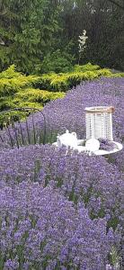 a garden of purple flowers with a table and chairs at Cabane de lemn in Costinesti