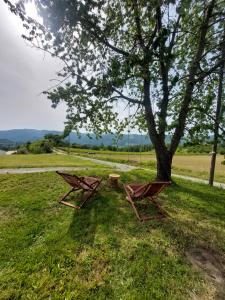 two benches sitting under a tree in a field at Agriturismo La Margherita in San Giorgio Scarampi