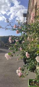 a bush of pink roses on the side of a building at Moulin des Prés - 15 couchages - 1h15 des Jeux Olympiques PARIS 2024 in Croissy-sur-Celle