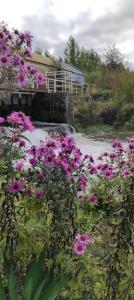 a bunch of flowers in front of a house at Moulin des Prés - 15 couchages - 1h15 des Jeux Olympiques PARIS 2024 in Croissy-sur-Celle