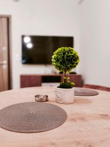 uma planta em vasos sentada em cima de uma mesa de madeira em Dionysos Apartment in Central Athens em Atenas