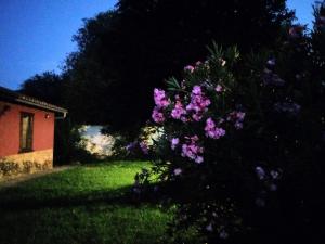 Molinos de Antero في مونفورتي دي ليموس: حوش مع الزهور الأرجوانية أمام المنزل