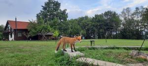 Billede fra billedgalleriet på Csendes Bükk 2 Kulcsosház i Izvoare